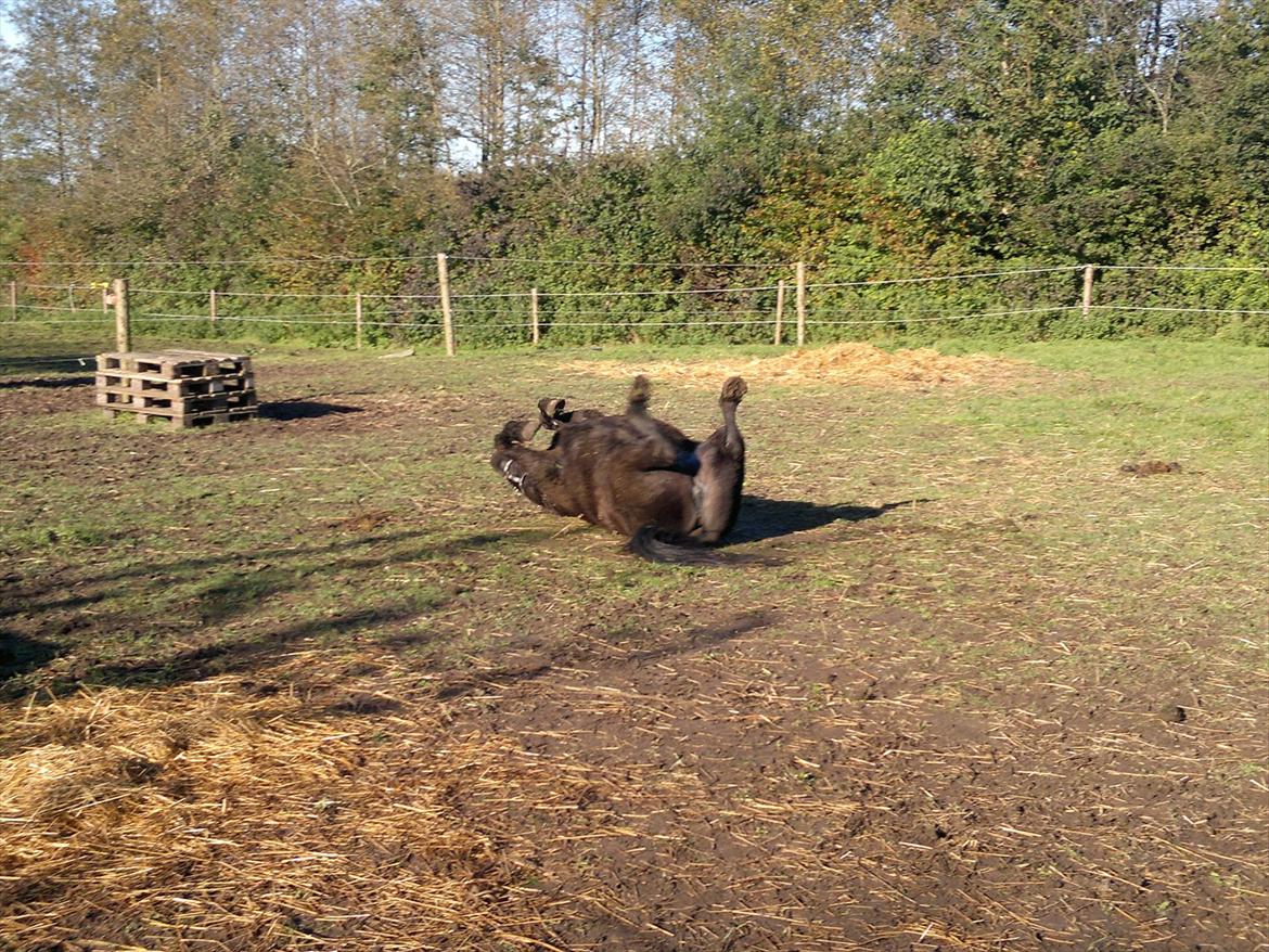Islænder Mýsla - Ruller efter tur billede 6