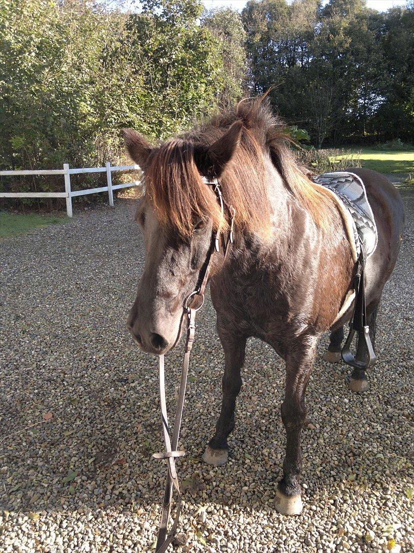 Islænder Mýsla - Nægter at gå med ind i stalden ;p billede 7