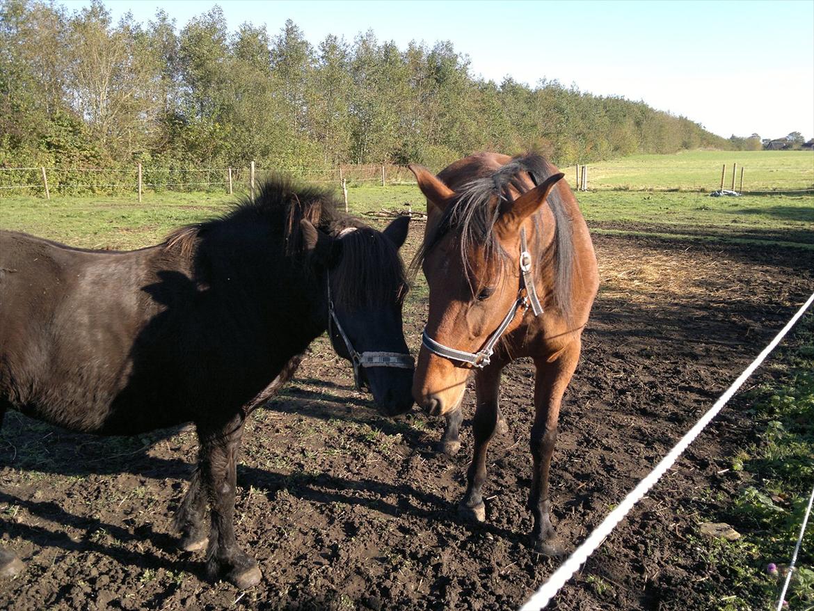 Islænder Mýsla - Hilser på Star billede 8