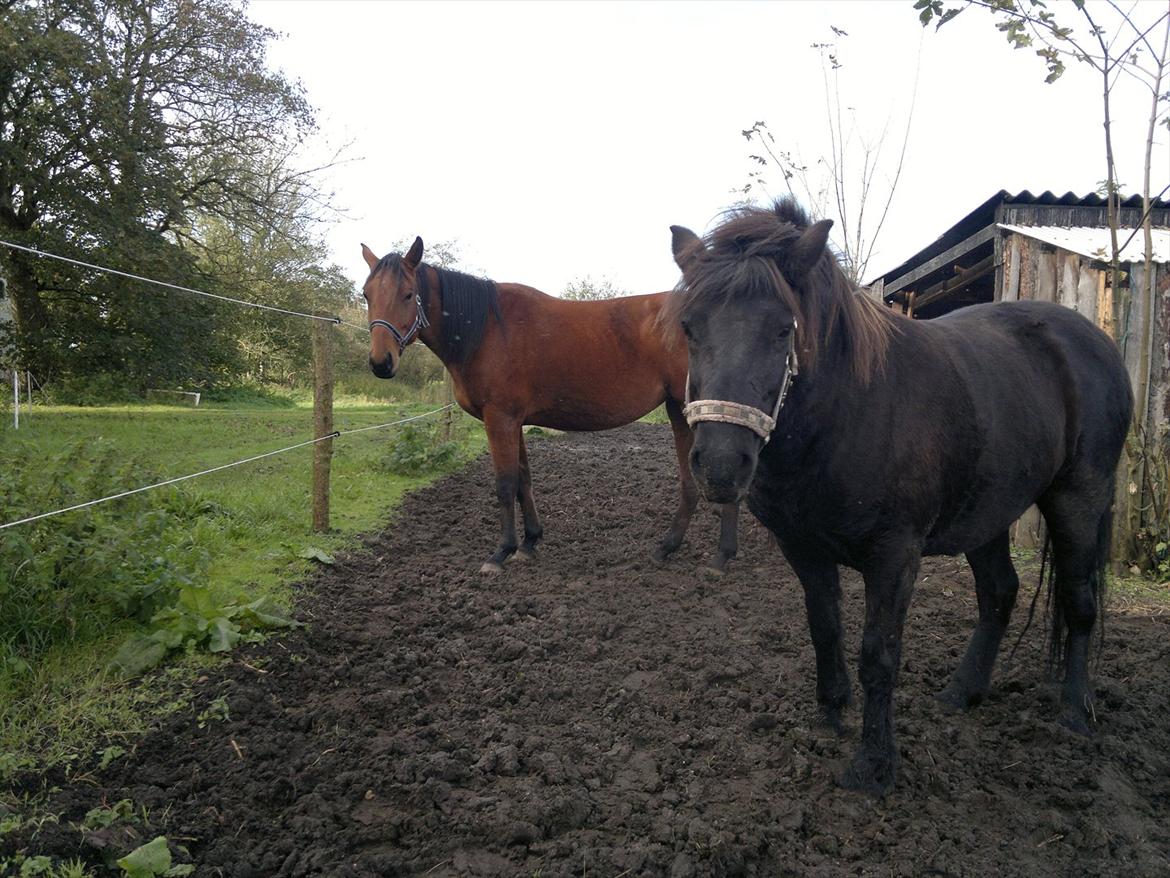 Islænder Mýsla - Sammen med Star billede 9