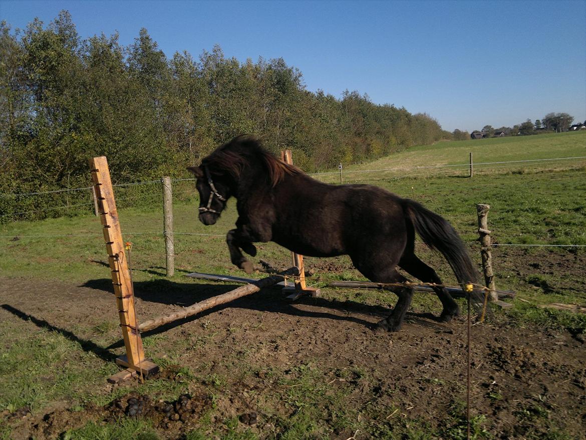 Islænder Mýsla - Vi kan oss springe billede 11