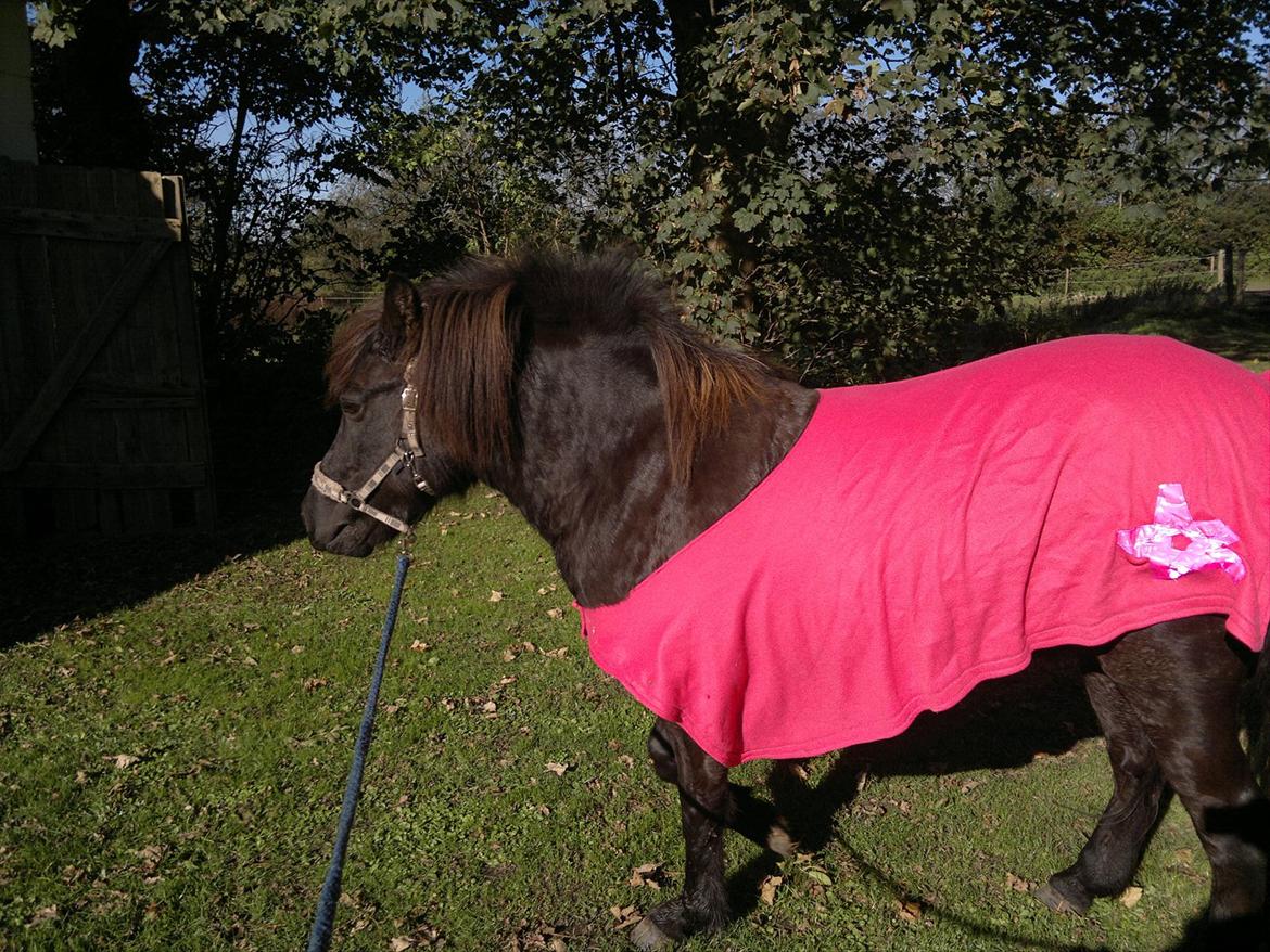 Islænder Mýsla - Hun kan næsten passe mine dullers lændedækken ;p billede 10