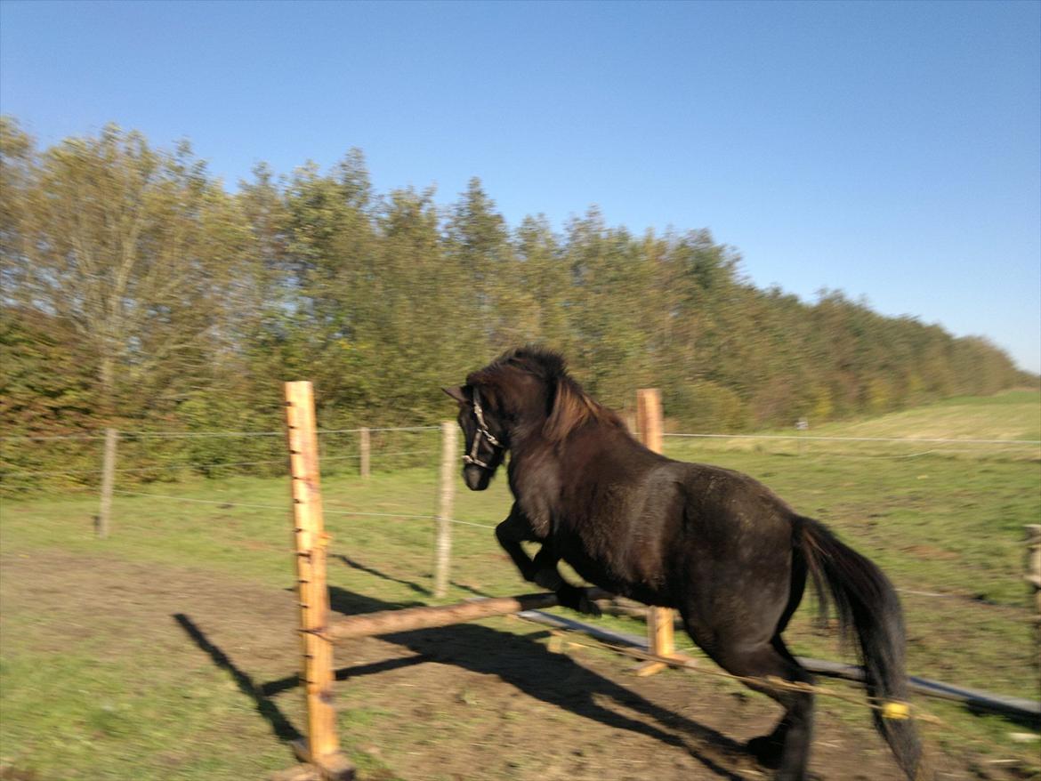 Islænder Mýsla - Hop hop billede 12