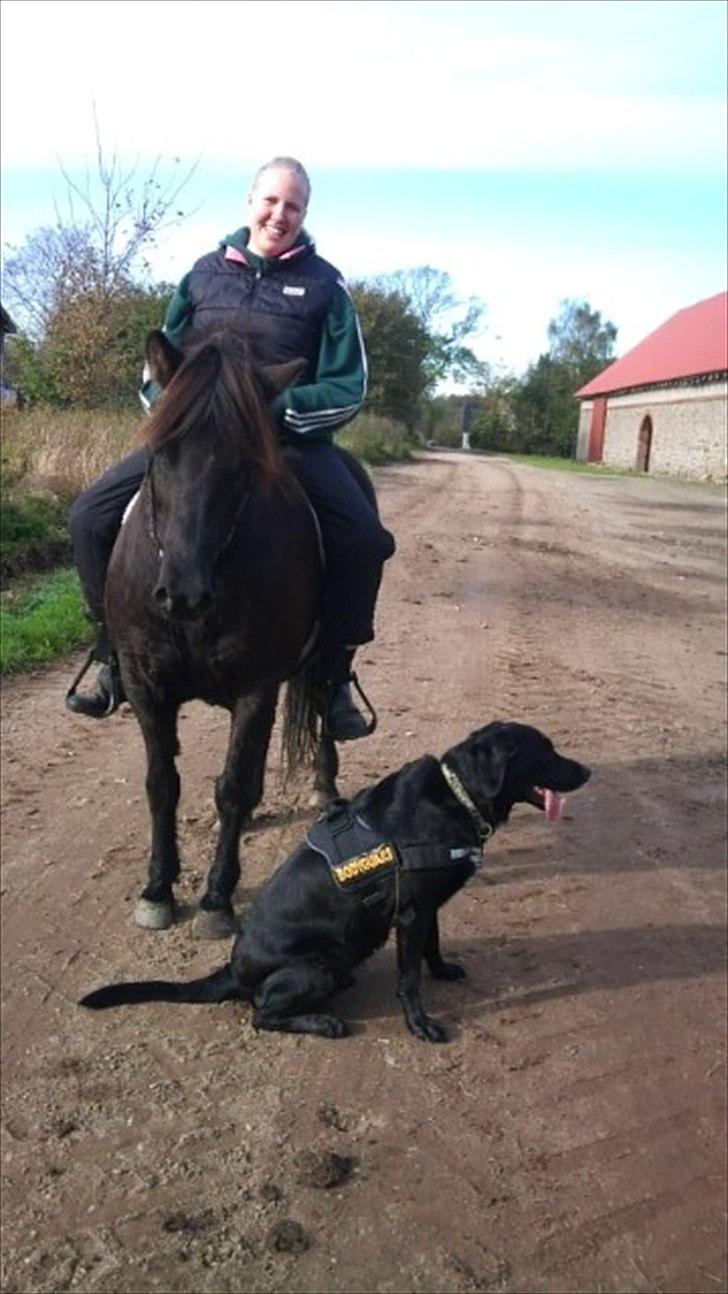 Islænder Mýsla - På tur med Dumbo billede 2
