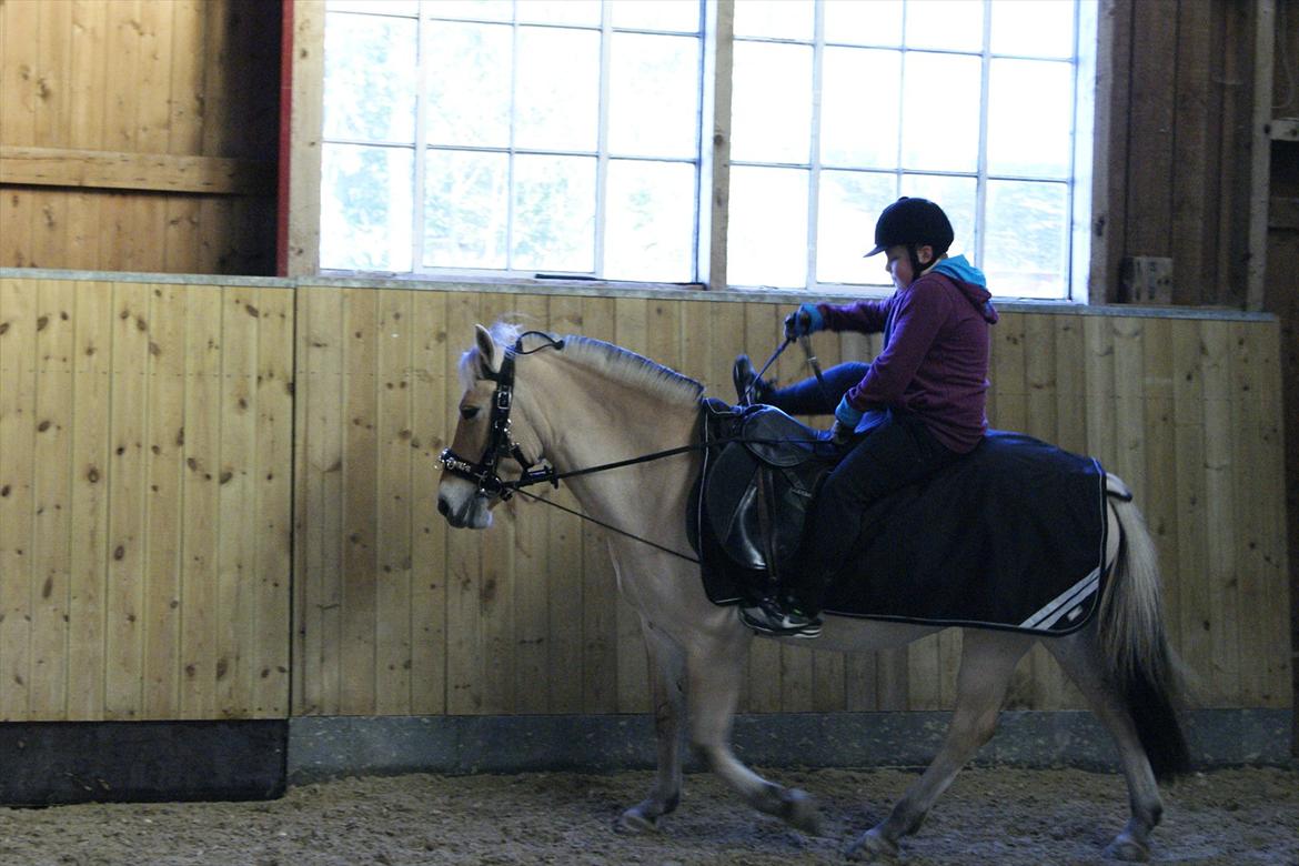 Fjordhest Mille <3 billede 17