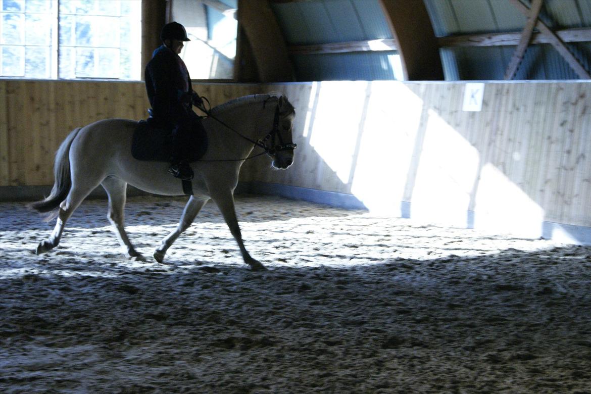 Fjordhest Mille <3 billede 18