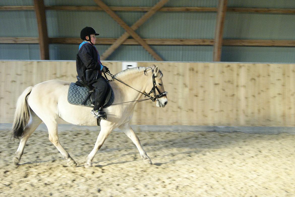 Fjordhest Mille <3 billede 19