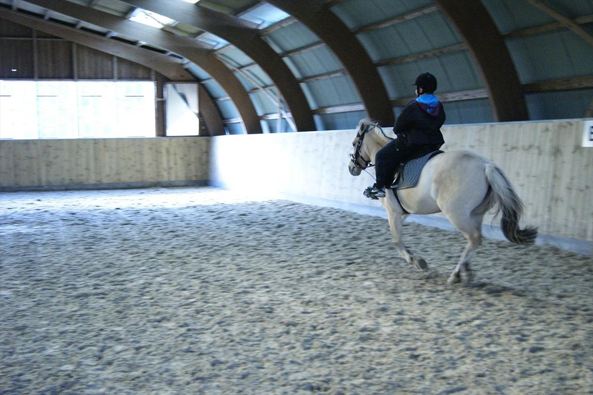 Fjordhest Mille <3 billede 20