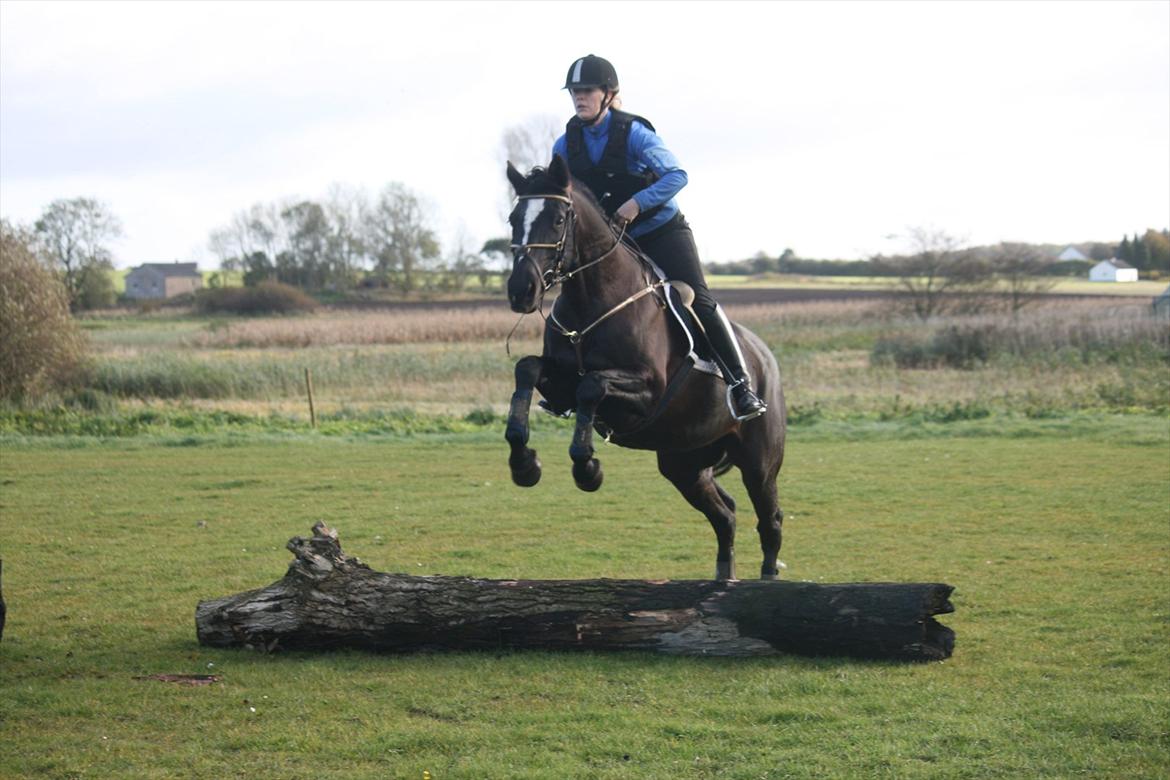 Trakehner Kantate Dyrhave (solgt)  billede 16