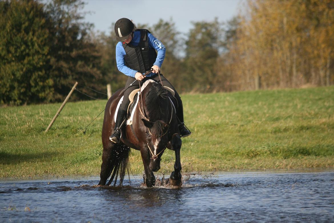 Trakehner Kantate Dyrhave (solgt)  billede 17