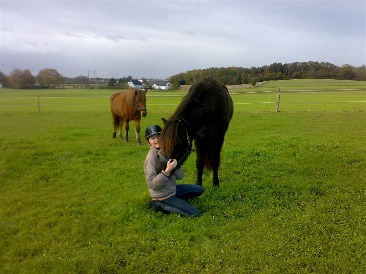 Islænder Nebbi vinkærgård billede 9