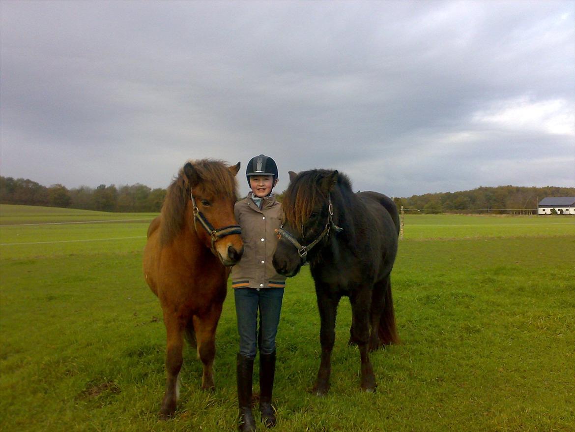 Islænder Nebbi vinkærgård billede 6