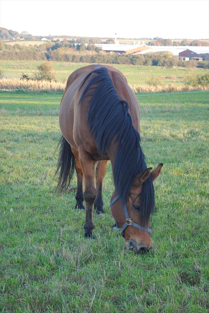 Anden særlig race Rocky billede 13