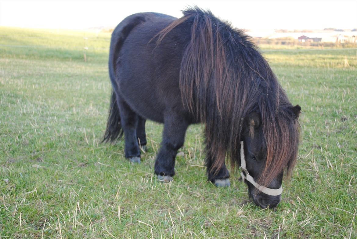 Shetlænder Alfred - okt. 2011 billede 19