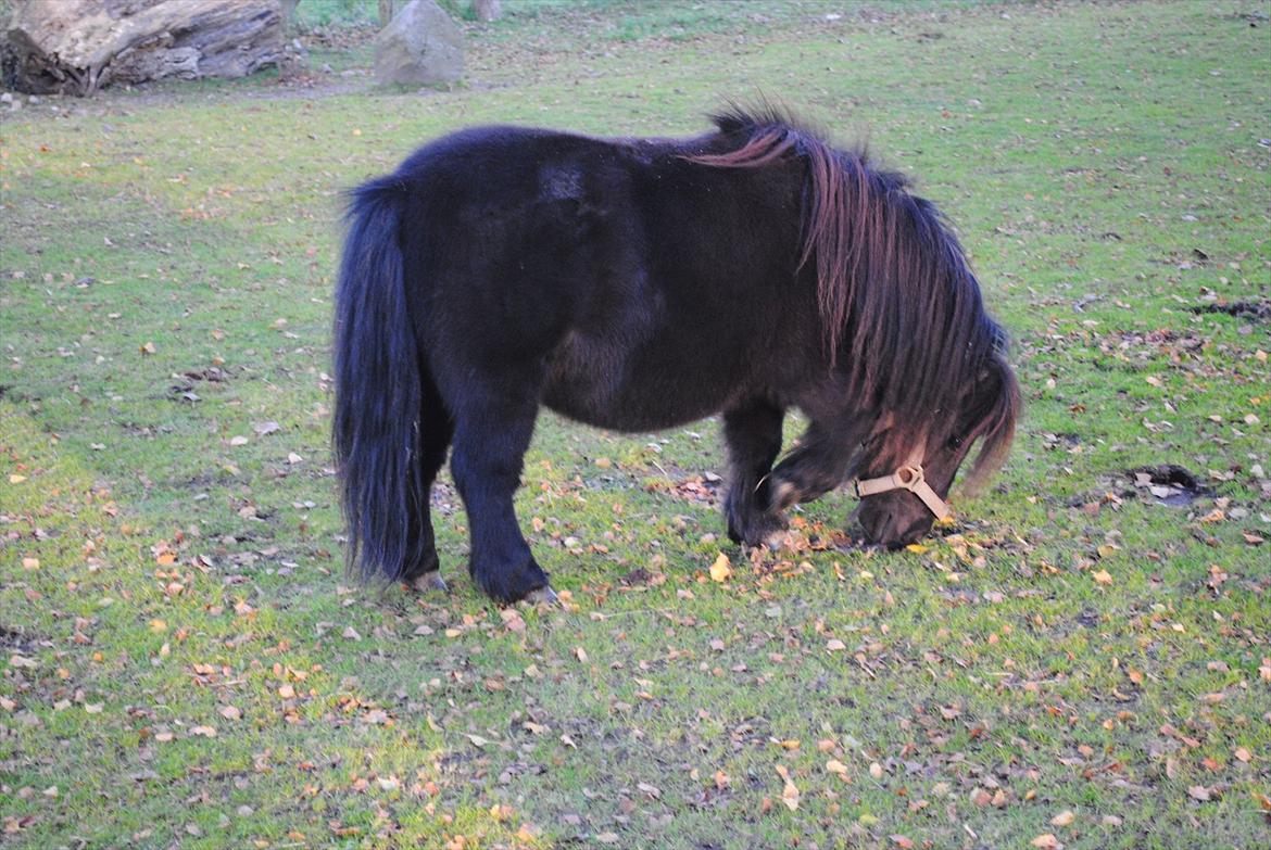 Shetlænder Alfred - okt. 2011 billede 20