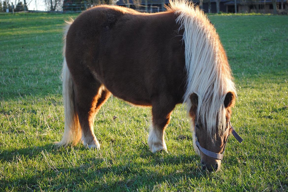 Shetlænder Alma - okt. 2011 billede 16