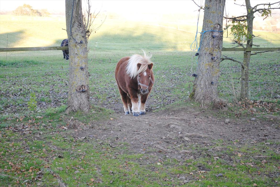 Shetlænder Alma - okt 2011 billede 17