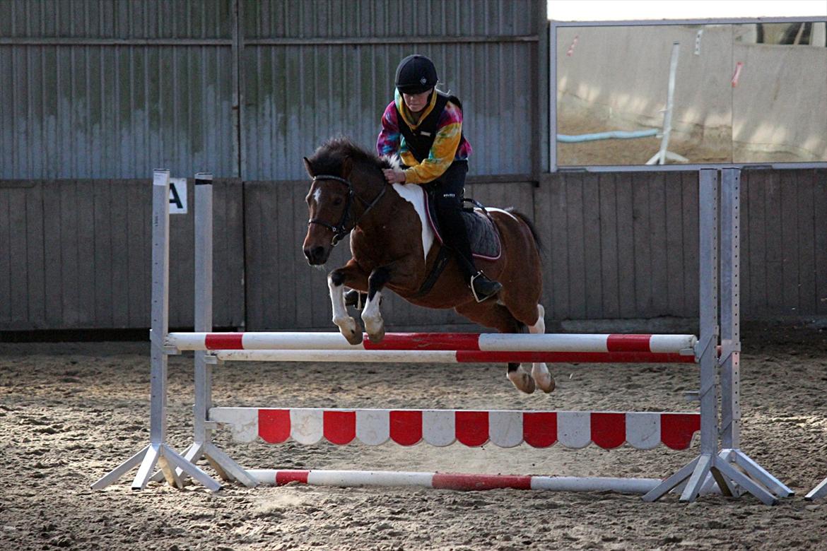 Anden særlig race Joachim Tidl. hest billede 11