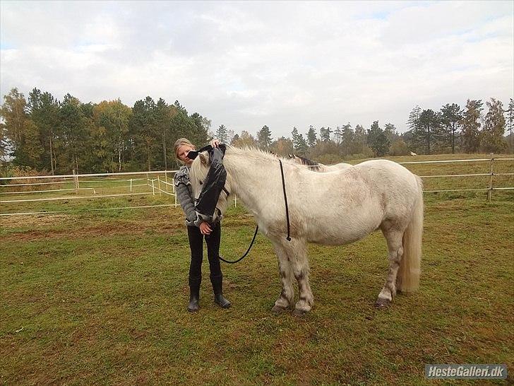 Islænder Valtýr fra Valhal - Dygtige og modige Tir :) Foto: Rebecca billede 16