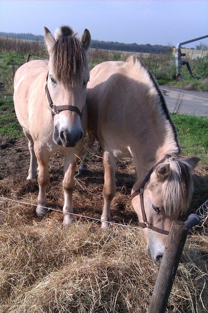 Fjordhest Oblings Milan billede 14