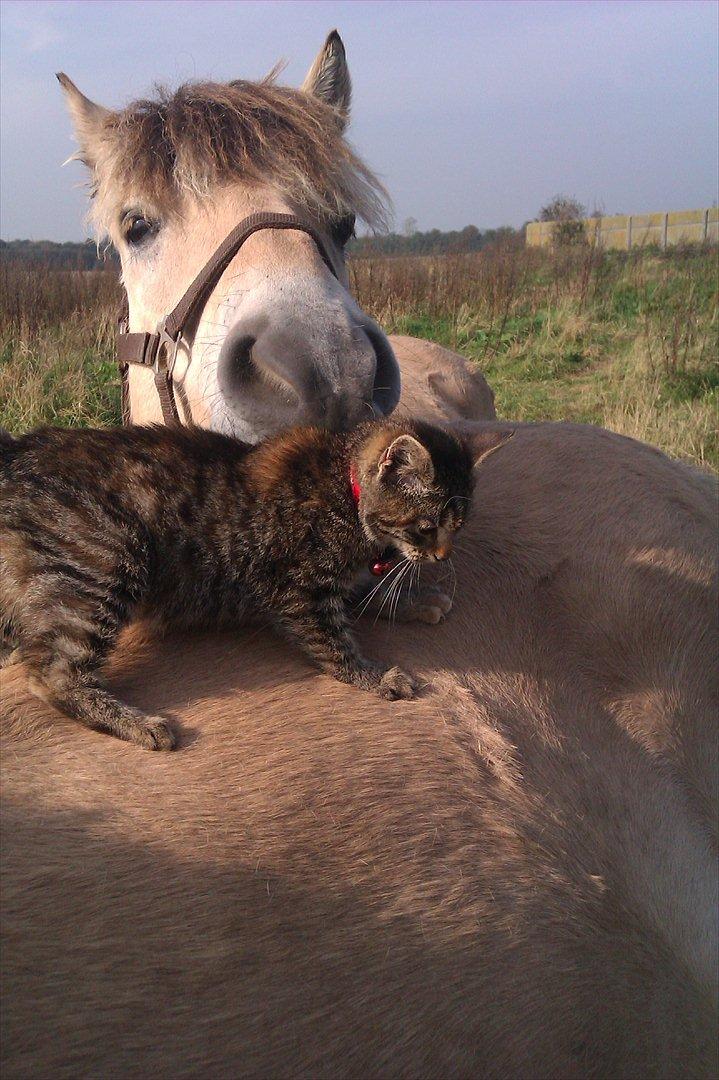 Fjordhest Oblings Milan - hvad er du for en :) billede 17