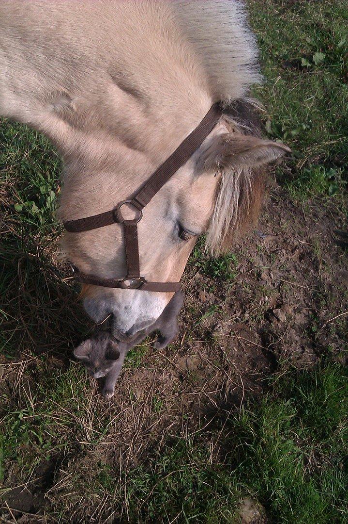 Fjordhest Oblings Milan - Hvad er dog det for et lille dyr :) billede 19