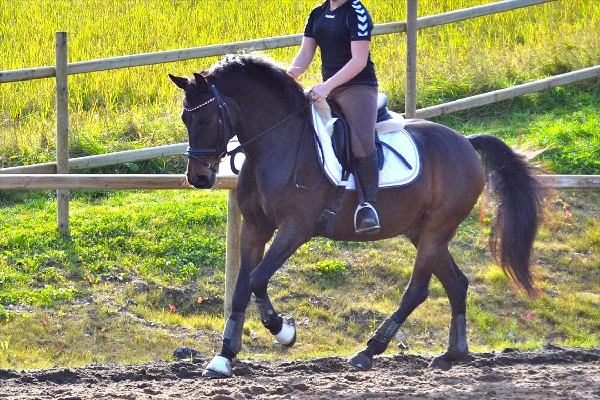 Welsh Cob (sec D) Albrechtshoeve Niels Cornelis - d. 21 oktober billede 6