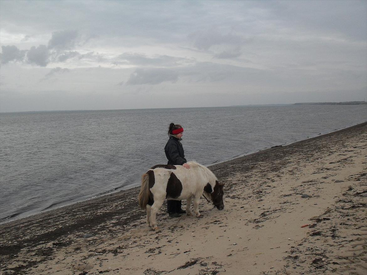 Anden særlig race Tøsen (Vænni) - På den kæmpe store strand :D billede 14