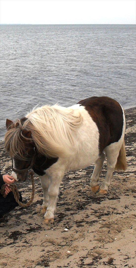Anden særlig race Tøsen (Vænni) - Er der flere gulerødder?;) billede 16