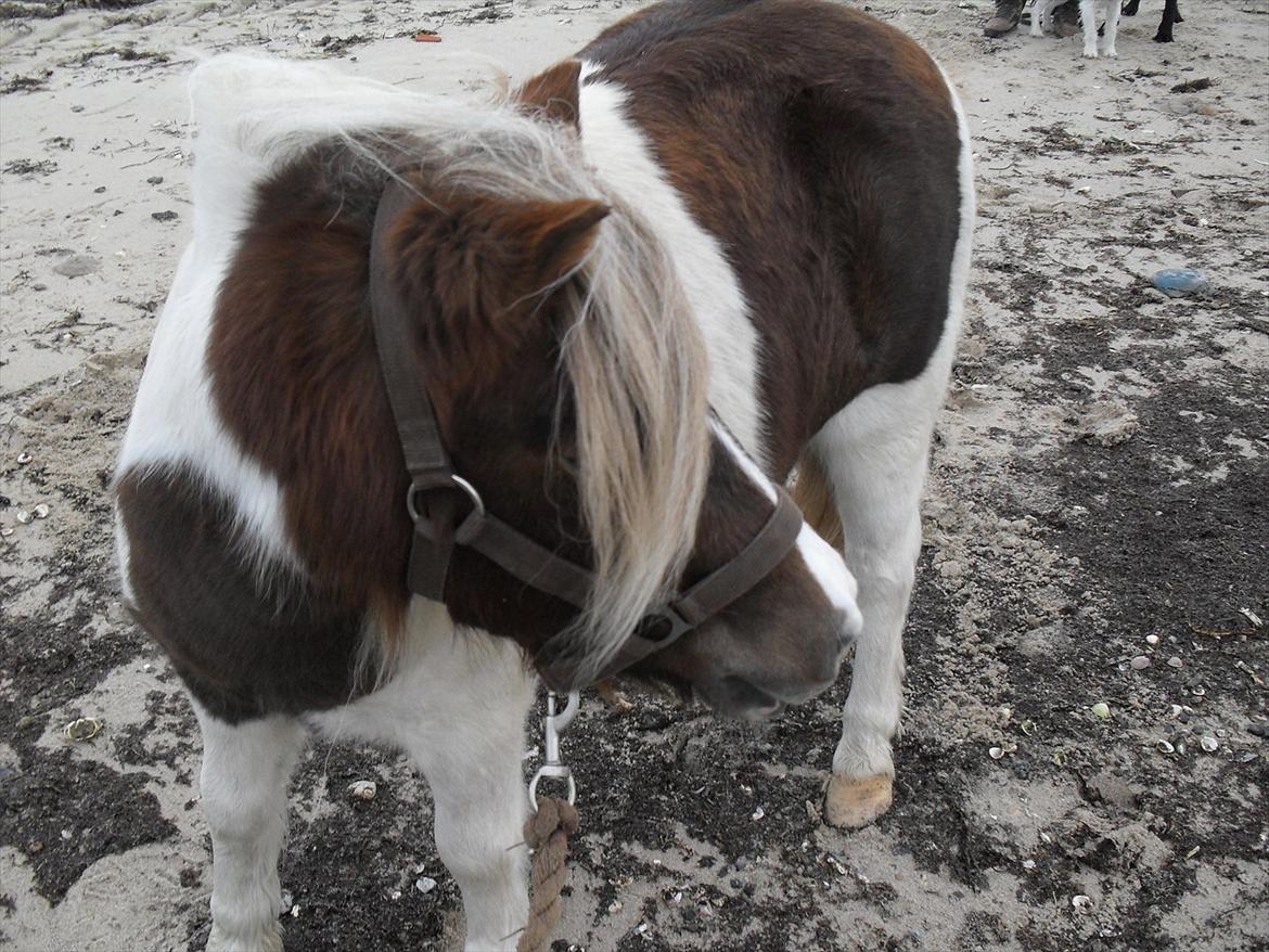 Anden særlig race Tøsen (Vænni) - Skønheden<3 (Hundenes fødder lige i baggrunden) ;) billede 17