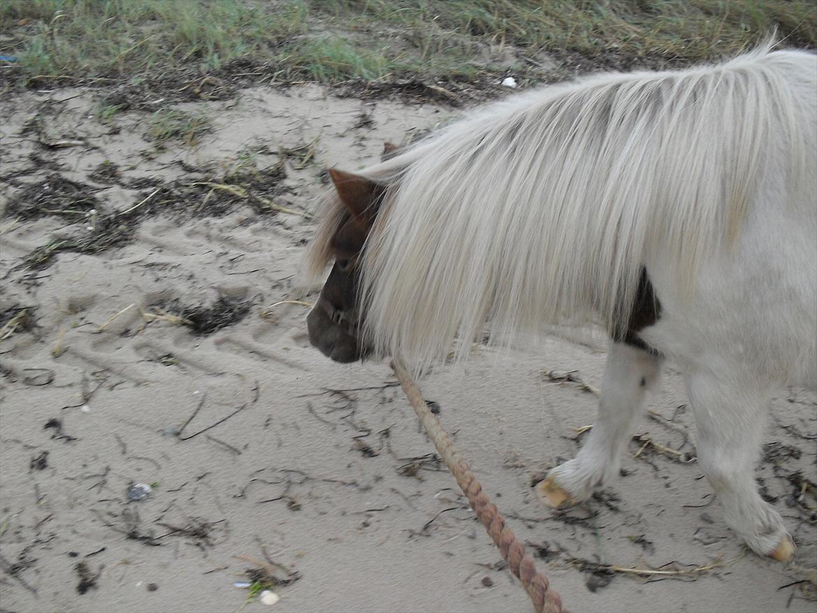 Anden særlig race Tøsen (Vænni) - Prinsesse man :i billede 18