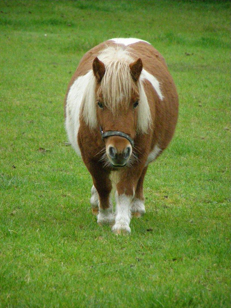 Shetlænder Lærke's Gypsy Doll - Gypsy 3 år billede 2