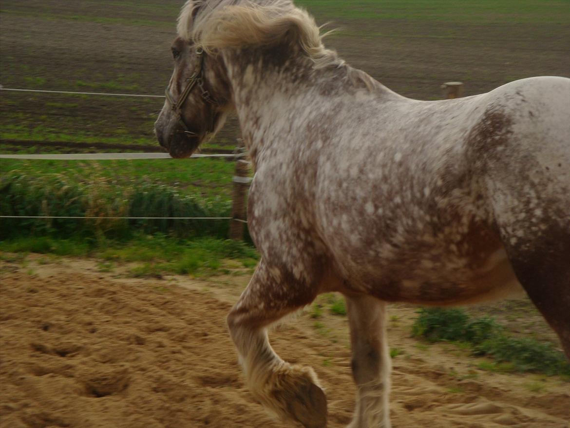 Irish Cob sjors 9 <3 - sjors så fin som han er 

Foto. Mig billede 4