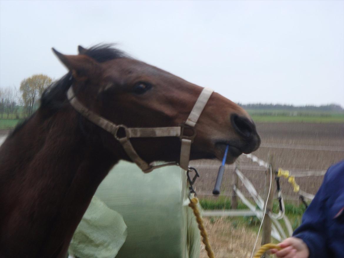Pinto Robin :-) - Robin som holder pisken for mig han er bare så dygtig

Foto. Käte/mor billede 8