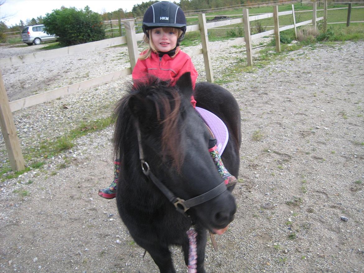 Shetlænder Rikke - stasia på Rikke billede 12