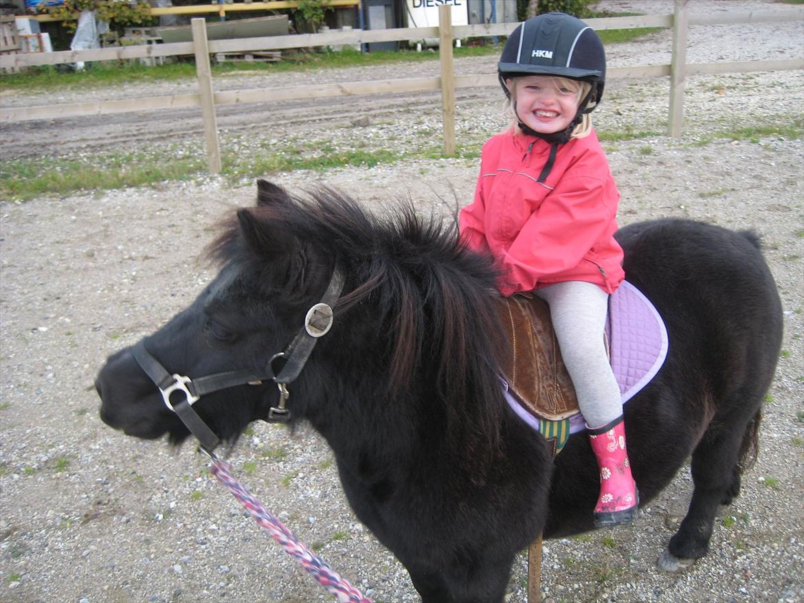 Shetlænder Rikke - Patrichia på Rikke billede 13