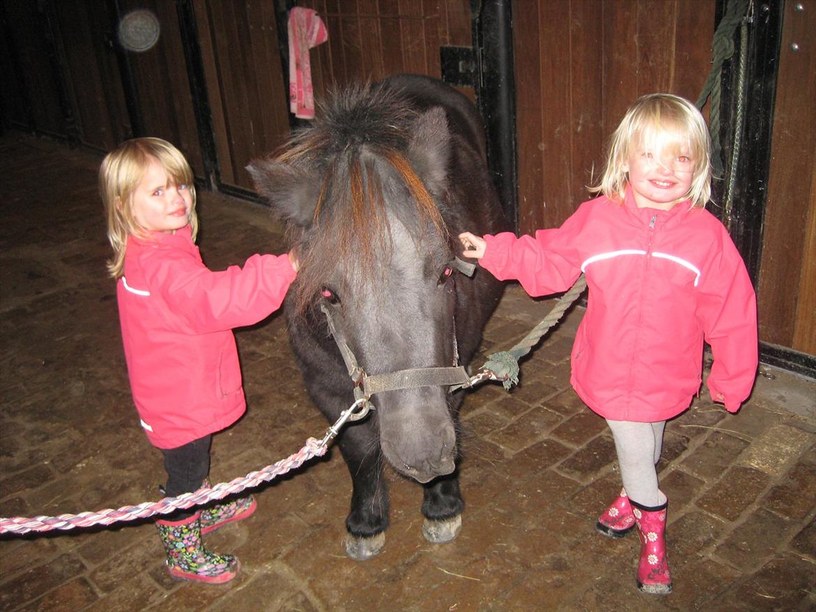 Shetlænder Rikke - Pigerne takker deres pony for en dejlig tur billede 14