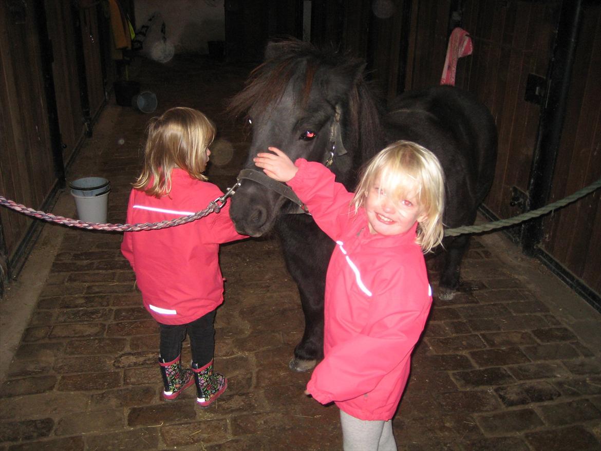 Shetlænder Rikke - Rikke bliver rigtig nusset :o) billede 15