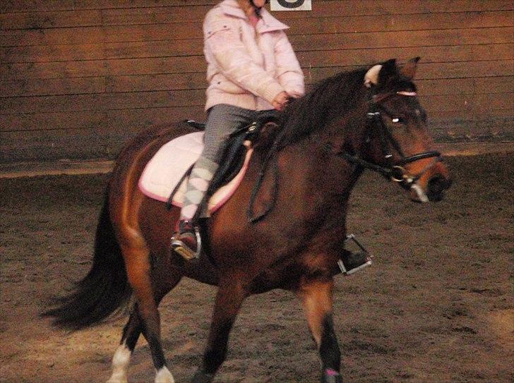 DSP Tværhøjgårds Athene ( mit et og alt )<3 - ørene er framme og det helle er skønt :-) billede 6