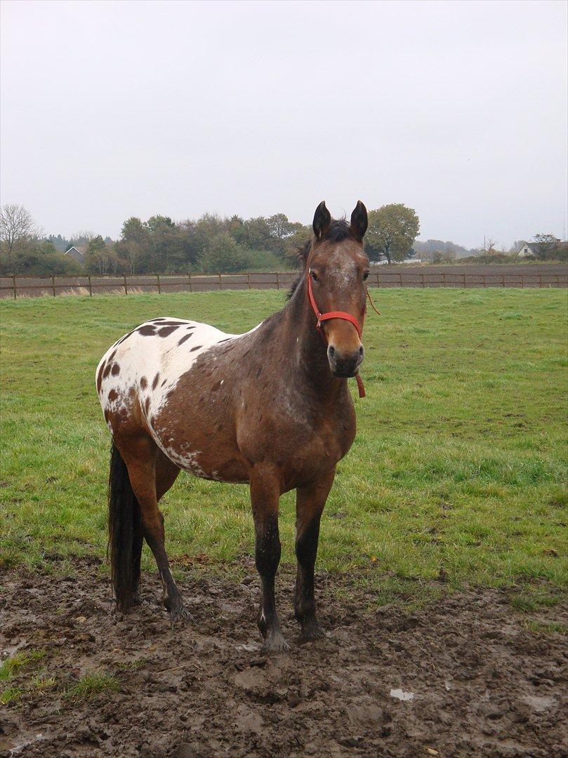 Anden særlig race Free Achak billede 16