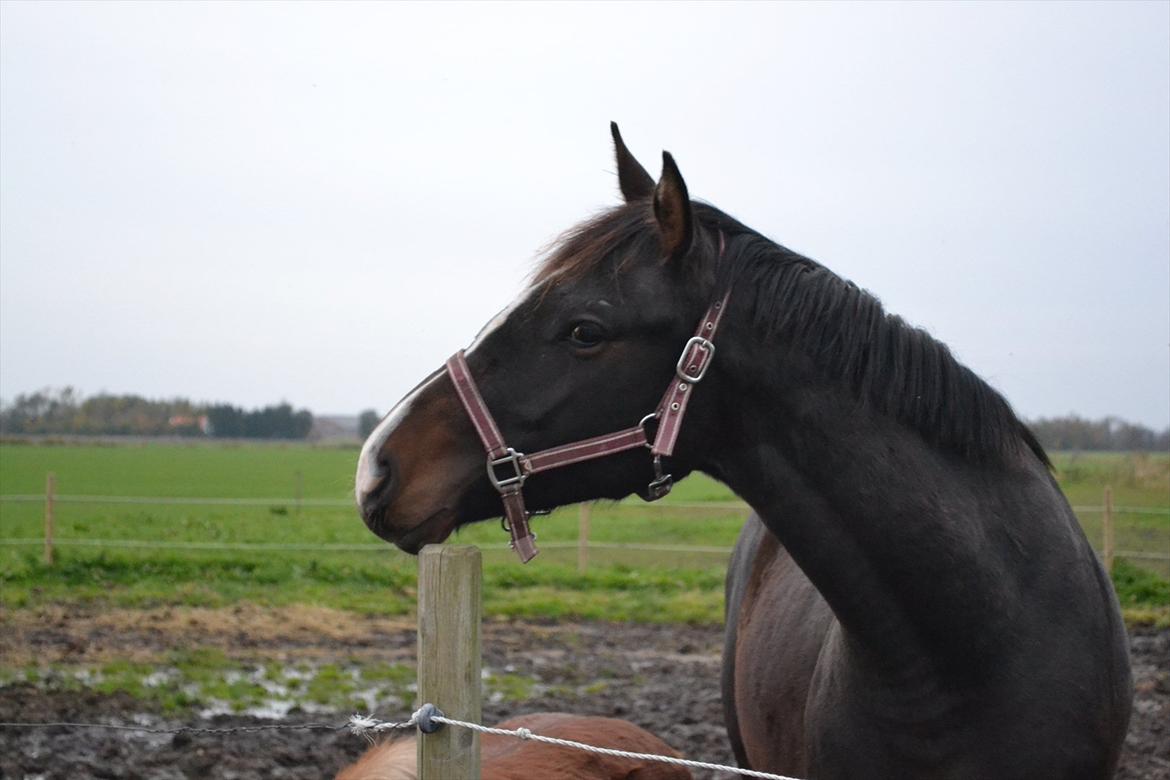 Dansk Varmblod / Sportspony   November Surprise - Smukke November, se lige en smuk hals :D billede 23