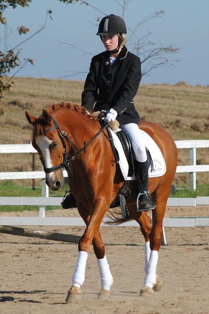 Hollandsk Sportspony Edo - Foto: Rikke Bech Hansen 
Lindegaardens rideklub 2011 billede 6