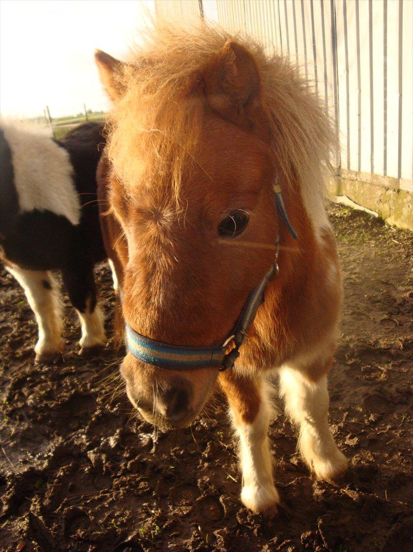 Shetlænder Thorsvang´s Tut billede 3
