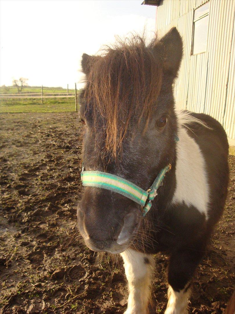 Shetlænder Thorsvang´s Samson billede 18