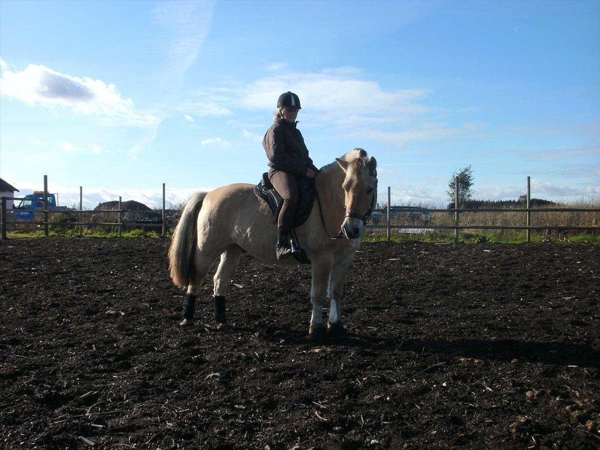 Fjordhest Rune Åby  - Bid & Bumløs! :D
Jeg Elsker Dig!<3
billede; 2
 billede 2