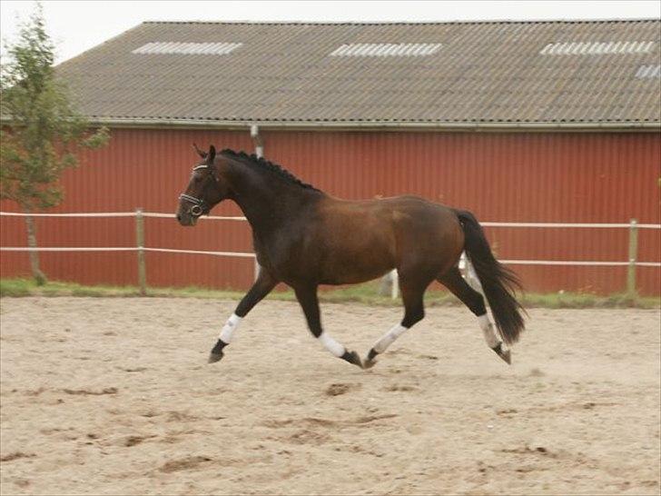 Dansk Varmblod Swing - Hos gamle ejer. billede 7