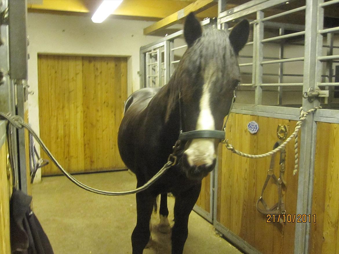 Anden særlig race Bruno (solgt) - Frække fyr.. billede 17