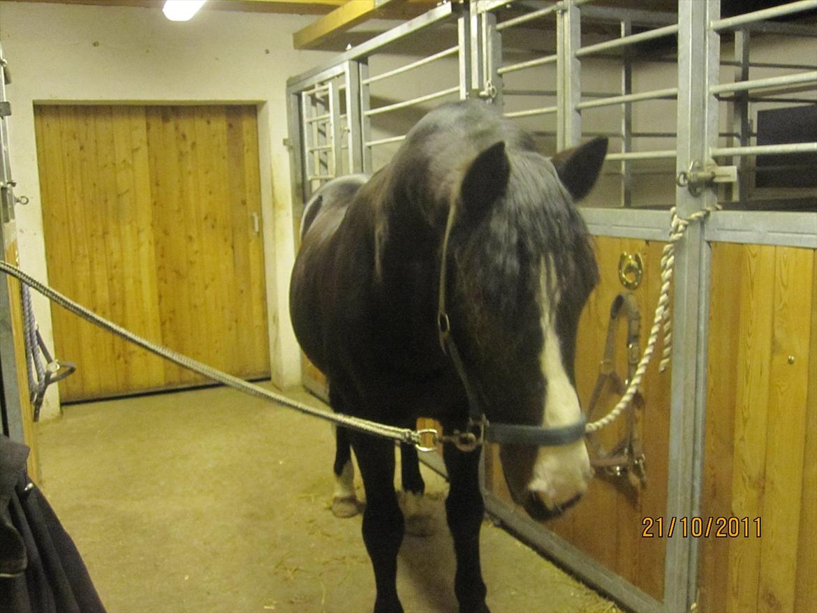 Anden særlig race Bruno (solgt) - sikke en nakke! ser lidt galt ud. han kigger ned/efter Meline på 4 år billede 18