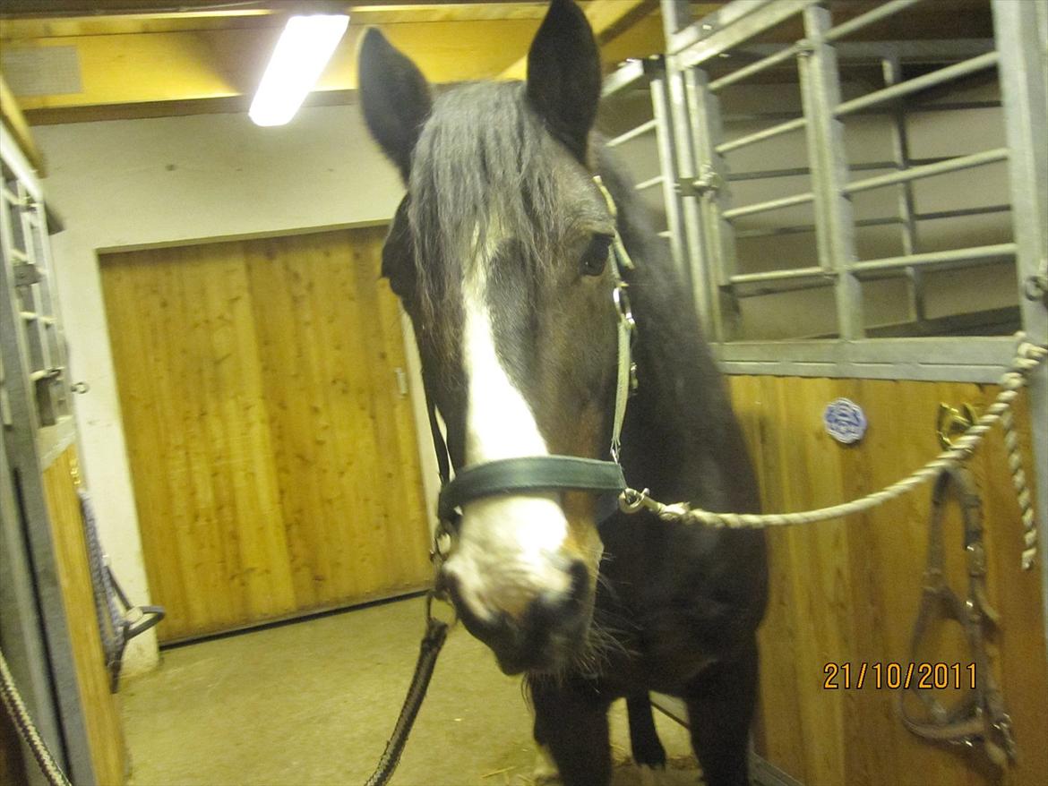 Anden særlig race Bruno (solgt) - han kan bare sende det der sorgmodige blik.. billede 19