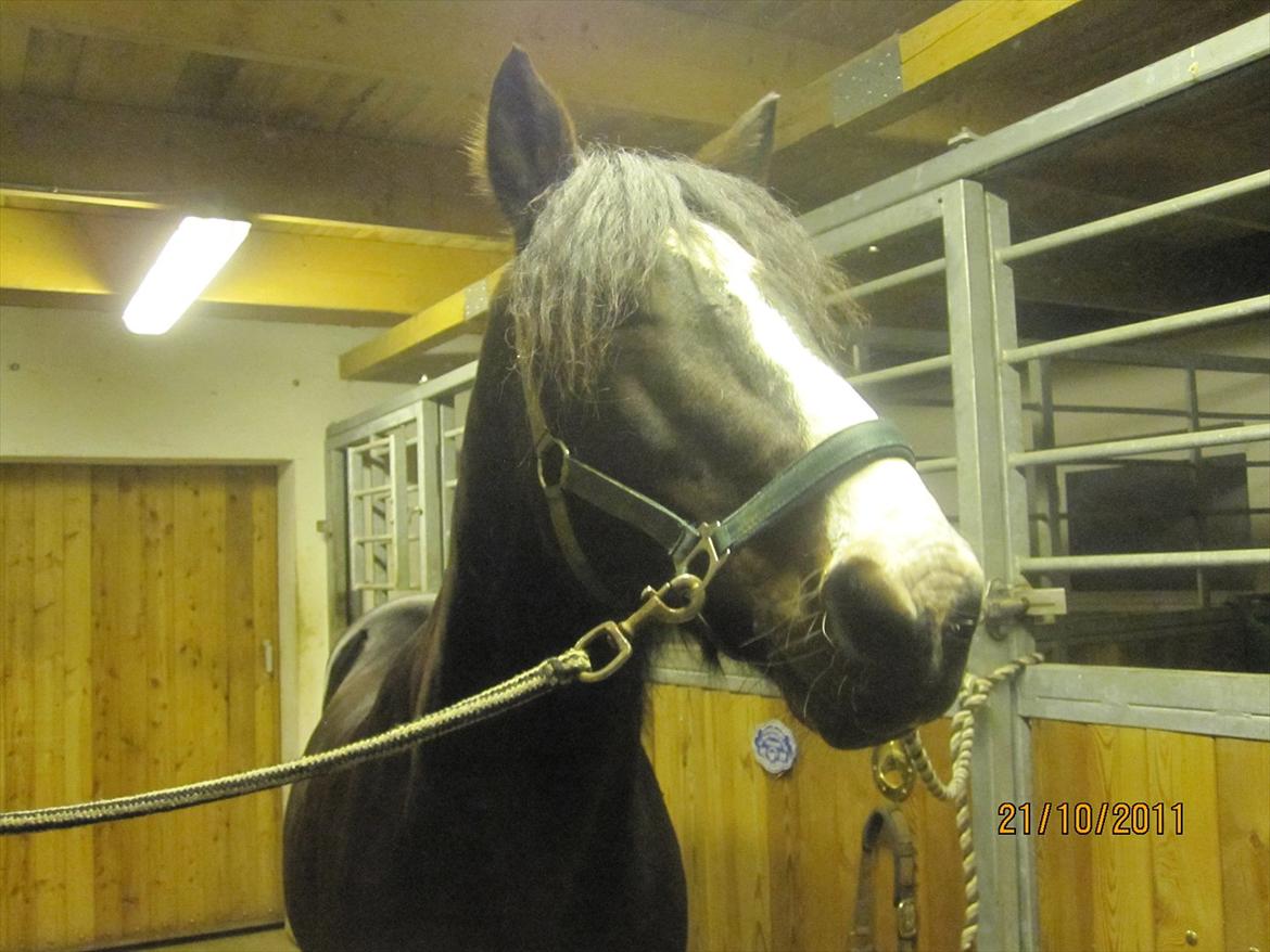Anden særlig race Bruno (solgt) - hver gang jeg samler hans smukke pandelok ryster han på hovedet. det skal åbenbart være ned i øjnene. billede 20